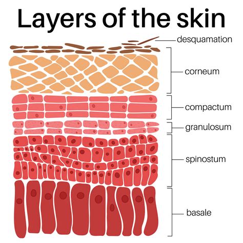 Layers of the skin. 35806487 Vector Art at Vecteezy