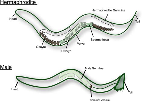 Measuring Sperm Guidance and Motility within the Caenorhabditis elegans Hermaphrodite ...