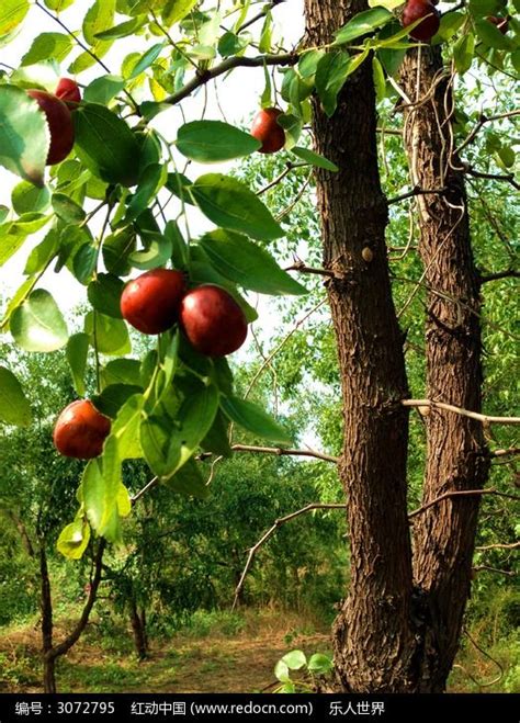 枣树的品种有多少？喜欢吃枣的你，可以看一看