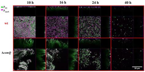 The ComX Quorum Sensing Peptide of Bacillus subtilis Affects Biofilm ...