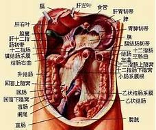 Image result for 肠系膜肠系膜