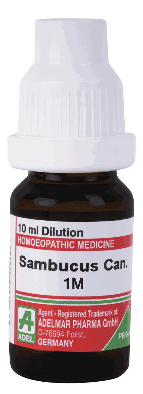 Sambucus Can 1M