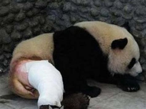 大熊猫不小心摔断腿，剃光毛后却发现它屁股上的这个小秘密|大熊猫|断腿|小秘密_新浪新闻