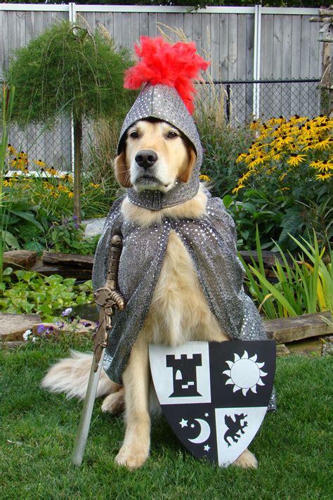 Pin by Georgis Mendes Santiago on Pets | Pet halloween costumes, Dog ...