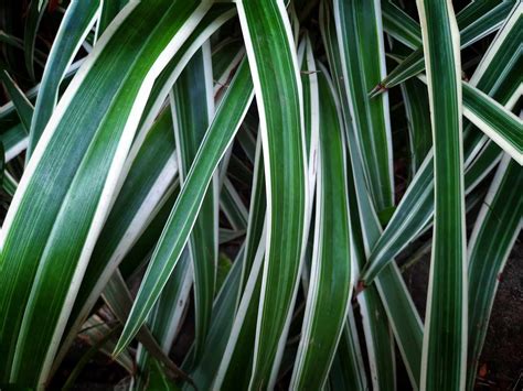 12 Types of Spider Plants to Grow in Your Home This Year