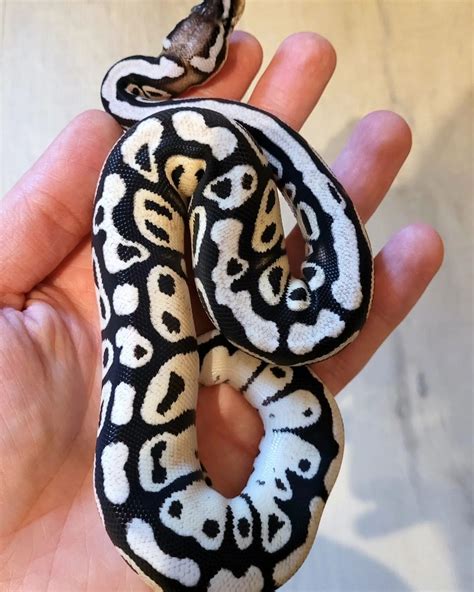 Image result for Axanthic Pied Ball Python