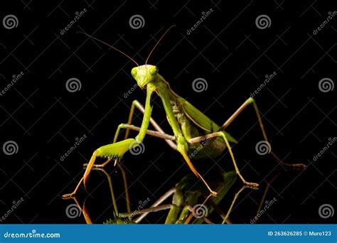 Praying Mantis Isolated on Black Background Stock Image - Image of ...