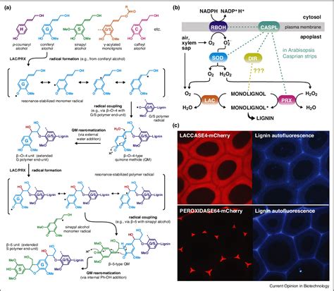Figure 1 from Lignin polymerization: how do plants manage the chemistry so well? | Semantic Scholar