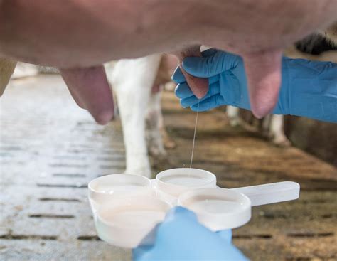 Eutergesundheit: Keine Chance für Mastitis | agrarheute.com