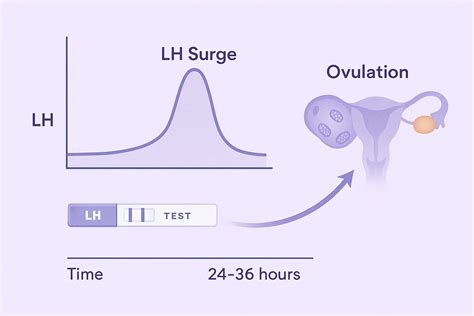 How Long After LH Surge Do You Ovulate? Expert Insight