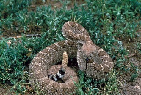 Rattlesnakes And Eggs Band at Lester Alston blog