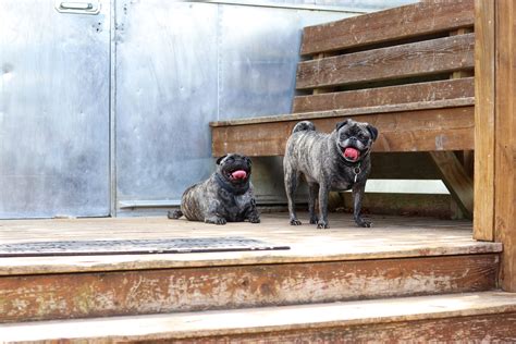 Barking Springs Dog Ranch