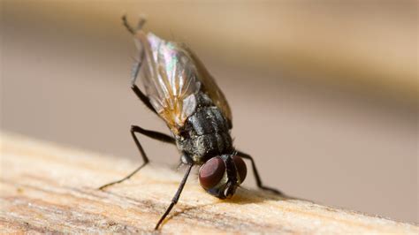 Why do flies rub their hands together?