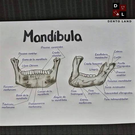 Pin de little thami en faculdade de odonto | Escuela de higiene dental ...