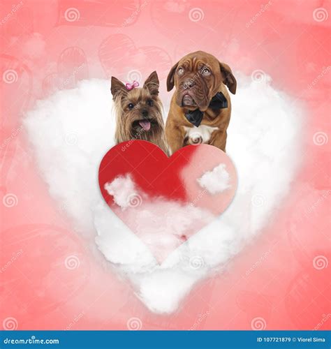 夫妇逗人喜爱在心脏云彩的爱狗 库存图片. 图片 包括有 大型猛犬, 明信片, 符号, 天空, 小狗, 图象 - 107721879