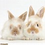 Image result for cute bunny videos