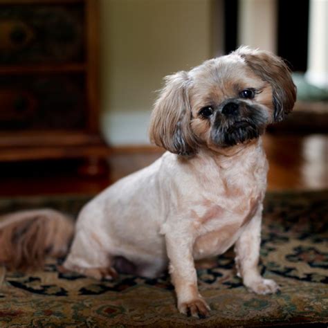 Long Haired Pugs: Myth Or Reality? | Kooky Pugs