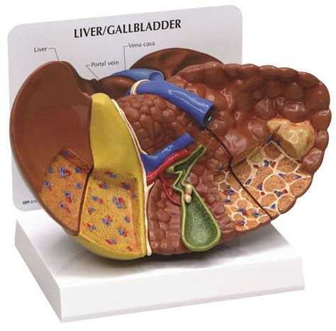 Image result for Liver Models Labeled