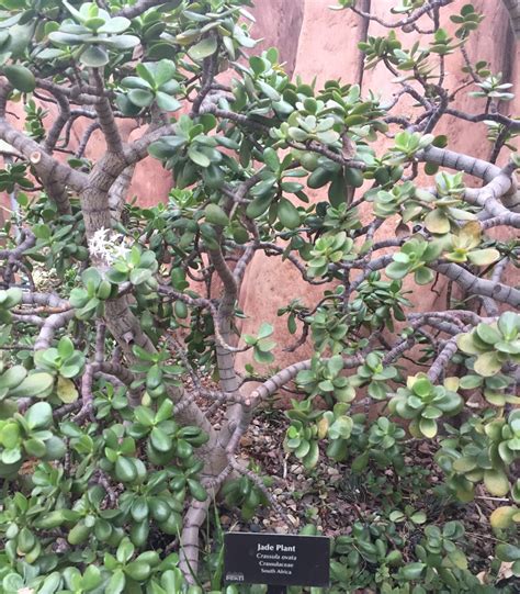 Jade Plants: Types, Care, and Propagation | Dengarden