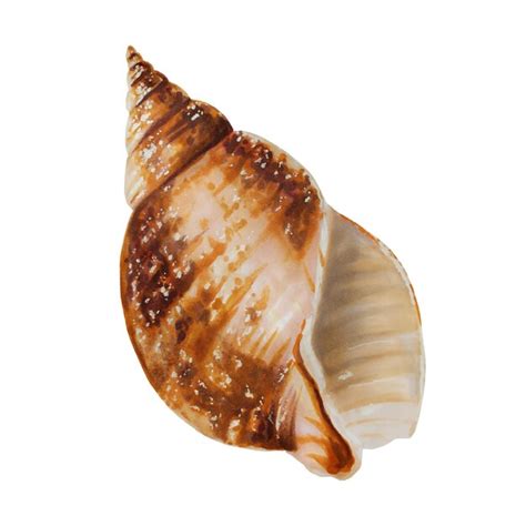 Image result for Shell Anklets