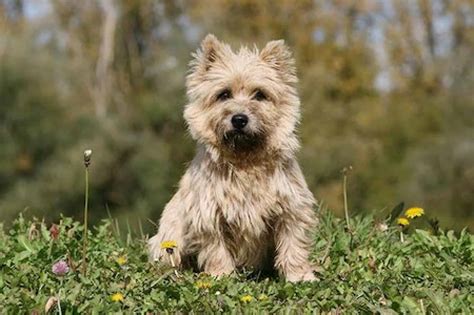 Cairn Terrier [Ultimate Guide: Health, Personality & More]