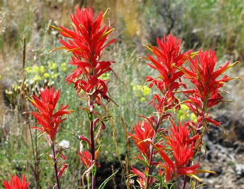 Indian Paintbrush Plants