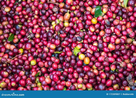 Fresh Coffee Cherry Beans Background Stock Image - Image of farm ...