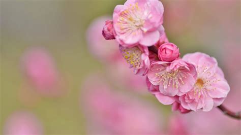 Spring Computer Backgrounds 的图像结果