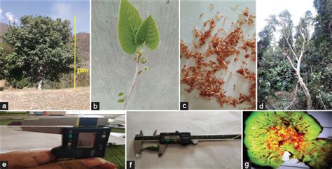 Timing of phenological events and fruit ripening in Ficus palmata ...
