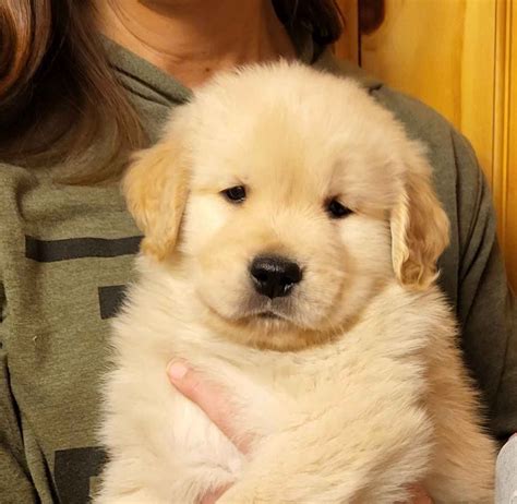 Golden Retriever Puppies For Sale - AKC PuppyFinder