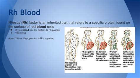 PPT - Blood and Endocrine PowerPoint Presentation, free download - ID:9247643