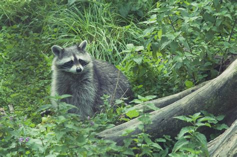 Ohio Racoon Forest Wallpaper