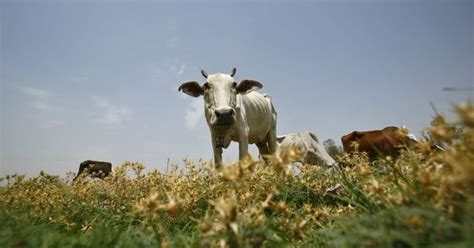 Chhattisgarh: BJP leader Harish Verma held as 27 cows die at shelter ...