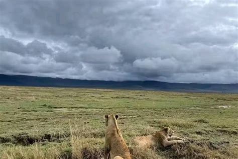 SERENGETI (2026) All You Need to Know BEFORE You Go (with Photos ...