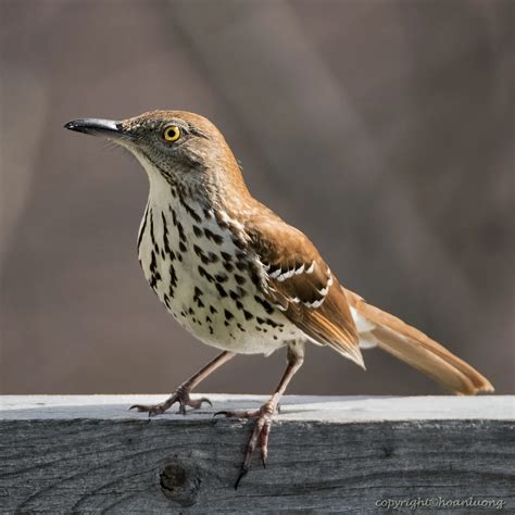 Nut Thrasher Bird Brown Thrasher — Southern Wisconsin Bird Alliance