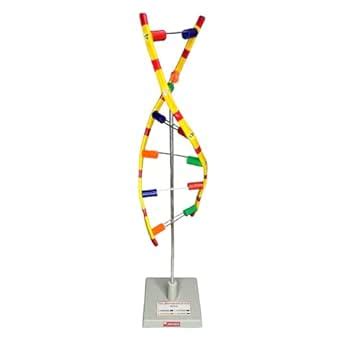 Labcare DNA Model on Stand, Demonstration Project Tinkering LAB Model ...