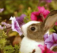 Image result for Adorable Bunnies of Spring