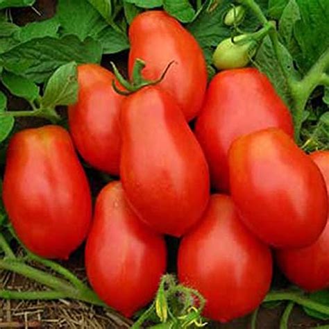 Organic Tomato Roma 100+ Seeds Pack-Grow All Seasons - All India ...