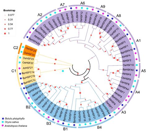 Genome-Wide Characterization of the Heat Shock Transcription Factor ...