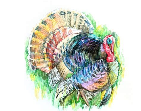 Colored pencil drawing " A Turkey," art lesson with Natalka Barvinok ...