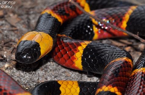 Eastern Coral Snake | Florida Backyard Snakes