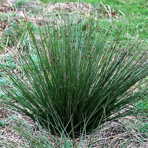 Juncus Arcticus