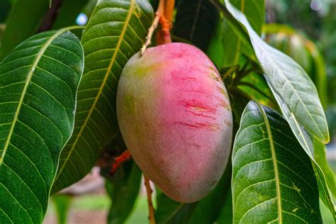 Growing Mangoes In Queensland at Tamiko Sanders blog