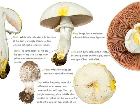 Yellow Stainer - Agaricus xanthodermus - Discover the Wild