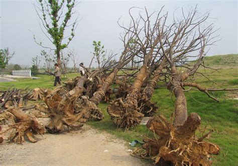 南京：青奥会突击栽种树木枯死 质疑反季节 - 植保 - 园林网