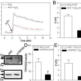H2O2 Apoptosis 的图像结果