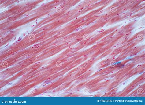 Cardiac Muscle Tissue Under Microscope
