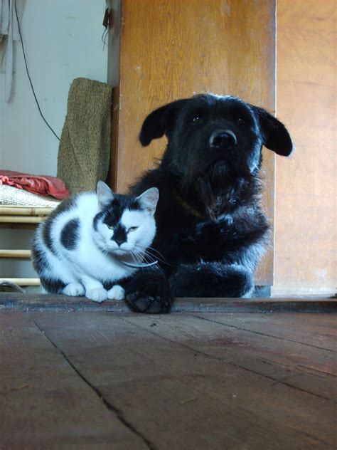 Dog and cat - best friends | Copyright-free photo (by M. Vorel) | LibreShot