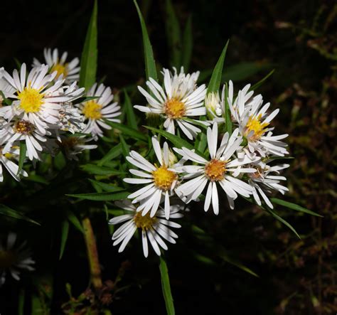 Symphyotrichum lanceolatum (Panicled aster)