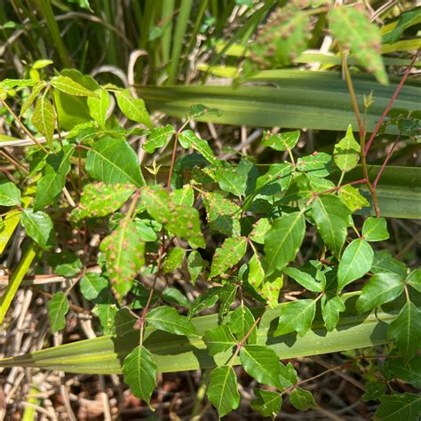 Why Are My Poison Ivy Leaves Mushy? 🤚